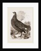 Black Grouse Female by Anonymous