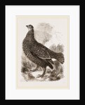 Black Grouse Female by Anonymous