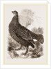 Black Grouse Female by Anonymous