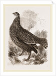 Black Grouse Female by Anonymous