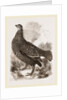 Black Grouse Female by Anonymous
