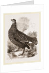 Black Grouse Female by Anonymous