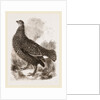 Black Grouse Female by Anonymous
