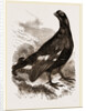 Black Grouse Male by Anonymous