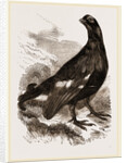 Black Grouse Male by Anonymous
