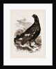 Black Grouse Male by Anonymous