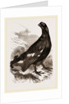 Black Grouse Male by Anonymous