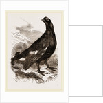 Black Grouse Male by Anonymous