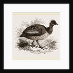 Crested Guinea-Fowl by Anonymous