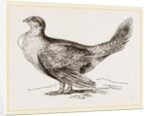 Cock of the Plains by Anonymous