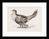 Cock of the Plains by Anonymous