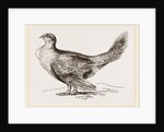 Cock of the Plains by Anonymous