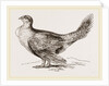 Cock of the Plains by Anonymous