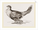 Cock of the Plains by Anonymous