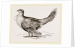 Cock of the Plains by Anonymous