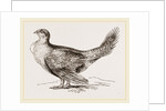 Cock of the Plains by Anonymous