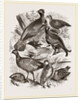 Group of Game by Anonymous
