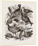 Group of Game by Anonymous