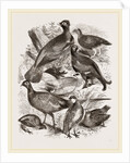 Group of Game by Anonymous