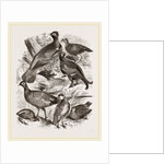 Group of Game by Anonymous