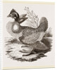 Finnated Grouse by Anonymous