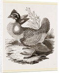 Finnated Grouse by Anonymous