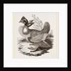 Finnated Grouse by Anonymous