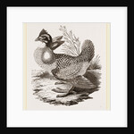 Finnated Grouse by Anonymous