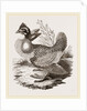 Finnated Grouse by Anonymous
