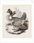Finnated Grouse by Anonymous
