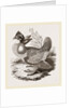 Finnated Grouse by Anonymous
