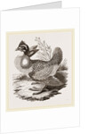 Finnated Grouse by Anonymous