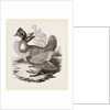 Finnated Grouse by Anonymous