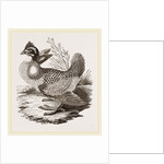 Finnated Grouse by Anonymous