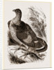 Ruffed Grouse by Anonymous