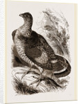 Ruffed Grouse by Anonymous