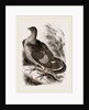 Ruffed Grouse by Anonymous