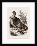 Ruffed Grouse by Anonymous