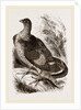 Ruffed Grouse by Anonymous