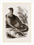 Ruffed Grouse by Anonymous