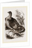 Ruffed Grouse by Anonymous