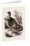 Ruffed Grouse by Anonymous