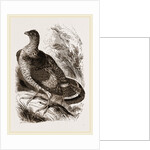 Ruffed Grouse by Anonymous