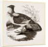 Ruffed Grouse by Anonymous