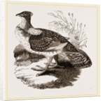Ruffed Grouse by Anonymous