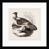 Ruffed Grouse by Anonymous