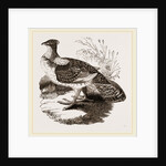 Ruffed Grouse by Anonymous