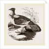 Ruffed Grouse by Anonymous