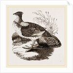 Ruffed Grouse by Anonymous