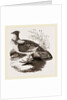 Ruffed Grouse by Anonymous